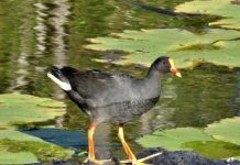 Curious Moorhens at the dam