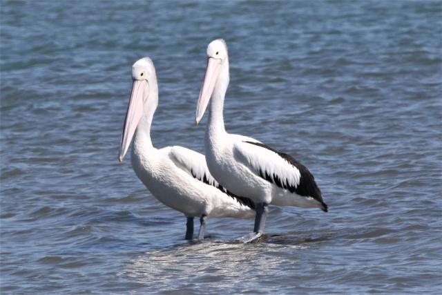 Pelican Island trip is a wash - Central Queensland Today