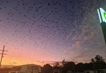 Flying foxes driving folks batty at Duaringa