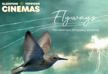 Flyways follows the journey of shorebirds.