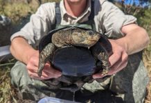 Endangered turtles found