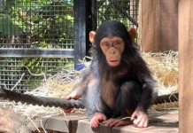 Going bananas for the chimp troop