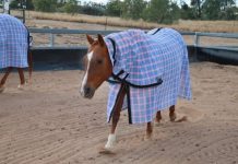 Australia Post gives big opportunities to local business Showdown Rugs