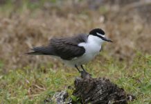 The Tropic Terns Bird