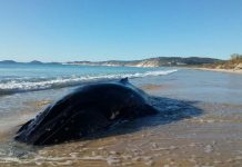 Whale found on beach