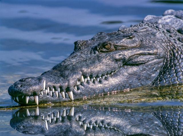 Croc puts urban areas at risk