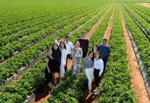 Beauty of strawberry fields and flavours combines