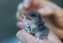 Humble iron sheets a lifesaver for endangered dunnarts