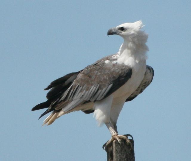 Sea Eagle on the lookout - Central Queensland Today