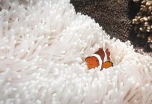 El Nino risk to reef and land