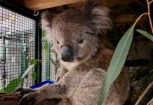 $2m Gympie koala project