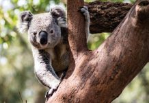 Koala chlamydia vaccine trial secures $750k in funding