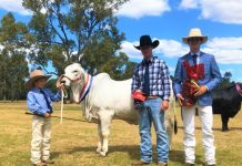 Show day in the country