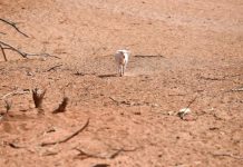 Farmers on frontline of disasters, drought: treasurer