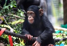 Gandali on road to recovery