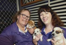 Tossed in the trash, pups get new lease on life