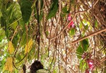 Look out for our feathered friends