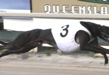 Taylor hoping luck swings his way in Rockhampton Wildcard