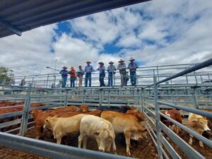 Record-breaking yarding at Emerald - Central Queensland Today