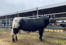 YEAR IN REVIEW: Biggest and best Beef ever