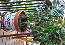 Bringing nature to any space