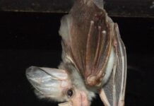 Quarry fears batted away