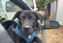 It’s a dog’s life for Dusty