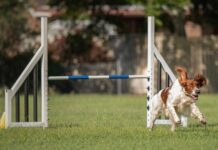 Wagging tails for new year