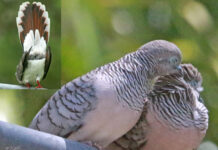 Peaceful by name and nature