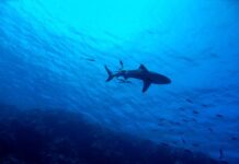 ‘Humans before sharks’ as catches increase