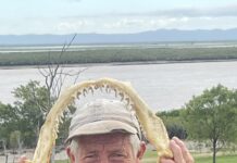 Solution to bull shark issue