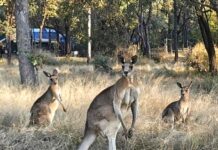 Rangers kill rogue roos