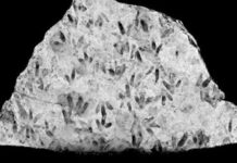 Dinosaur secret unearthed after hiding in plain sight