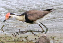 Jacana can ‘walk on water’
