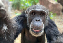 Zoo legend Cassius nearing the end of life