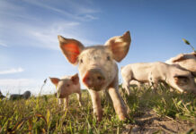 Japanese Encephalitis detected in Banana Shire