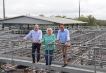 Coalition promises major upgrade for Gracemere Saleyards