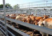 Store cattle sell well at Emerald