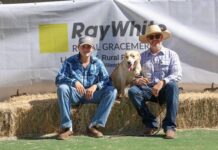 $33k pooch tops working dog sale