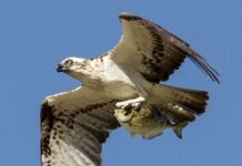 Skilled and spectacular hunter