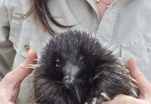 Echidna returned to wild after illegal capture