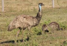 Feathered family seen on coast