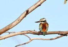 Longreach is for the birds