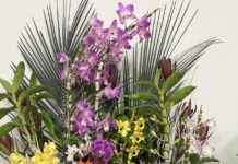 Orchids have sprung this spring