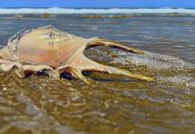 International recognition for Coast artist