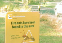 Fire ant biosecurity zones expanded to Central Highlands and Isaac