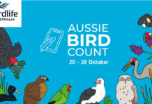 Aussie Bird Count is back