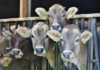 Strong cattle on offer this week