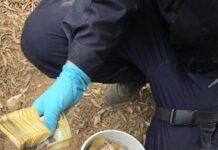 Dangerous drug charges, Glendale