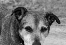 Old beauty, new vision